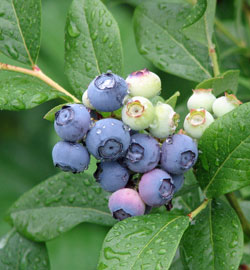 Blueberry cluster