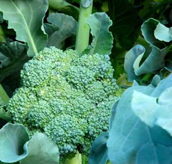 Broccoli in our garden