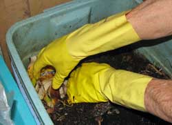Adding food waste to the worm bucket