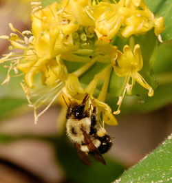Bees buzzing
