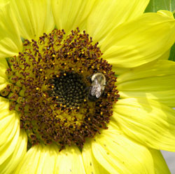 Sunflower project